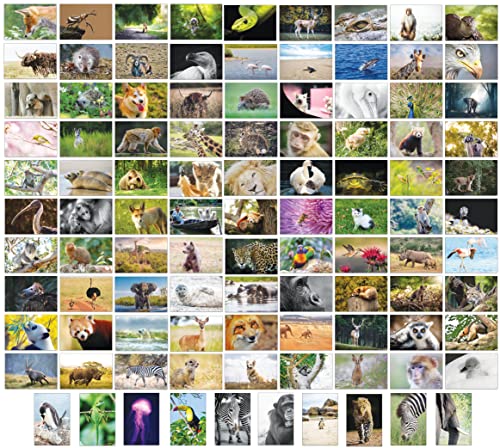 Bear and Bee 100 Tierpostkarten mit 100 verschiedenen Motiven Postkarten Tiere (100 Fotokarten)
