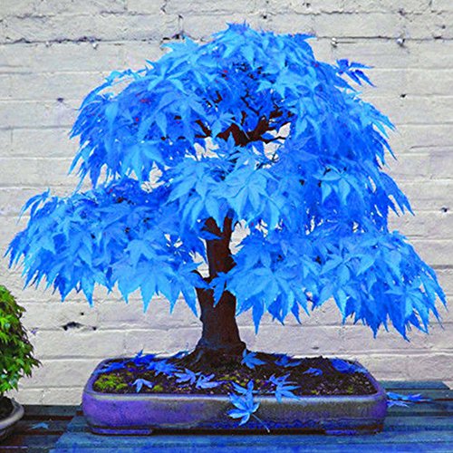 20 Stück Blau Ahorn Samen, Seltene Ahornsamen, Winterhart Pflanzen, Bonsai Ahorn Samen, Kübelpflanzen Dekoration für Garten und Balkon, Einfach zu Pflanzen, Schnelle Keimung