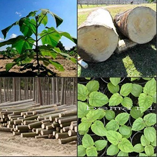 Paulownia elongata 100+ frische Samen Geschenk ROYAL schnellwachsender Baum