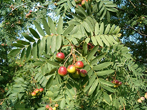 Speierling Sorbus domestica Pflanze 15-20cm Spierling Sperberbaum Sporapfel