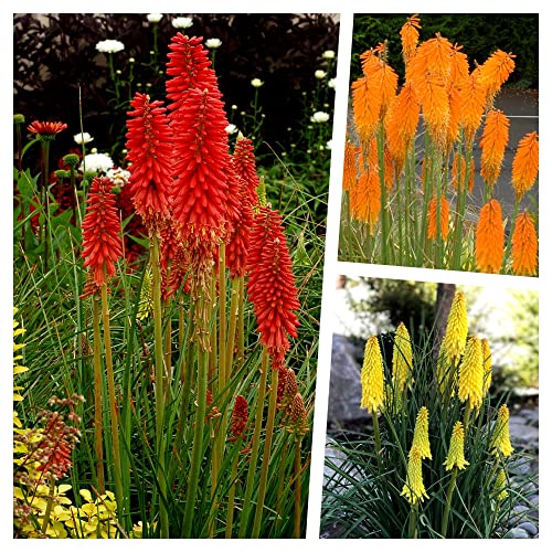 3 x Kniphofia Kollektion (Winterhart/Staude/Dauerblüher/Bienenferundlich/Mehrjährig) Fackellilie - Hingucker der den ganzen Sommer über bis tief in den Herbst hinein blüht - von Stauden Gänge