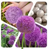 Zierlauch Zwiebeln (15 Stück) - Blumenzwiebeln Allium Giganteum Riesenlauch - Grösse 16/20 - mehrjährig - winterhart - SAISONWARE - NUR KURZE ZEIT ERHÄLTLICH