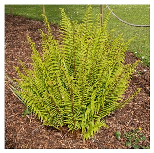 3 x Dryopteris affinis (Ziergras/Gräser/Farn/Winterhart/Immergrün/Mehrjährig/Staude/Stauden) Heimischer Goldschuppenfarn - Perfekt für den Schatten und Halbschatten - von Stauden Gänge