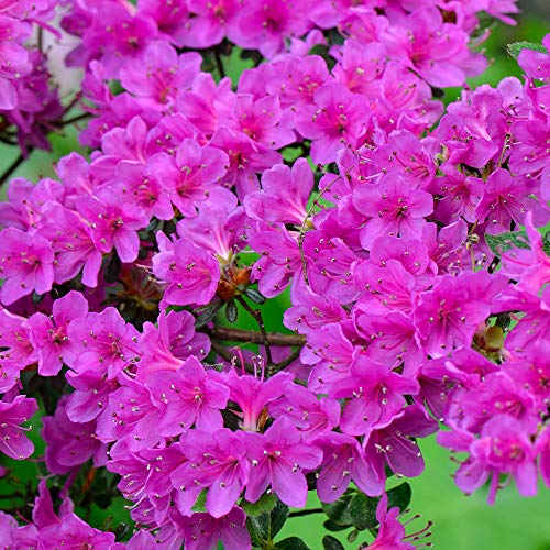 Gardeners Dream Purple Azalee (1 Stk.) - Japanische Rhododendron Pflanze - Immergrüne Azalee Winterhart - Mehrjährig Blühende Winterharte Pflanzen für Garten im Topf - Winterharte Kübelpflanzen
