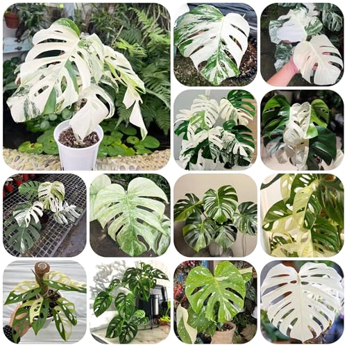 monstera pflanze samen heckenpflanzen büropflanzen balkonpflanzen monstera deliciosa pflanztöpfe monstera variegata grünpflanzen pflanzensamen topfpflanzen gartenpflanzen bonsai samen 120pcs