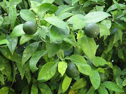 Citrus latifolia 120-140 – Persische Limette (Tahiti-Limette) | Frische, saftige Früchte für Cocktails, Kochen und gesundes Essen | Hoher Vitamin-C-Gehalt & vielseitige Verwendung