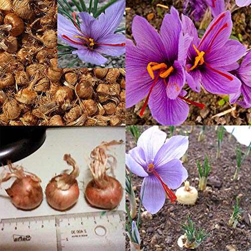 8 Stück Safran-Zwiebeln, Crocus Sativus Blumensamen, einfach zu züchten, für Damen, Herren, Kinder, Anfänger, Gärtner