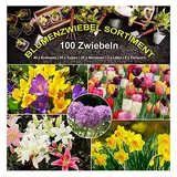 100 x Blumenzwiebel Garten Sortiment - 5 Sorten Mix beliebte Frühlingsblüher - mehrjährig - winterhart - SAISONWARE - NUR KURZE ZEIT ERHÄLTLICH