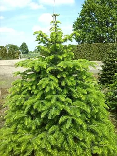 25 Samen Troja Tanne Abies equi-trojani Wald Baum Klimawandel Weihnachtsbaum