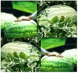 (10) CAROLINA CROSS MELON WATERMELON SEEDS