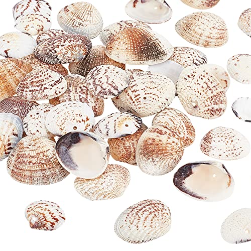 PandaHall 50pcs Natürliche Muscheln, 24~29mm Jakobsmuschel Muschel Strand Muschel Seashell für Schmuck Halsketten Kerze Herstellung Windspiels Thema Party Home Hochzeit Dekor Fisch Tank Vase