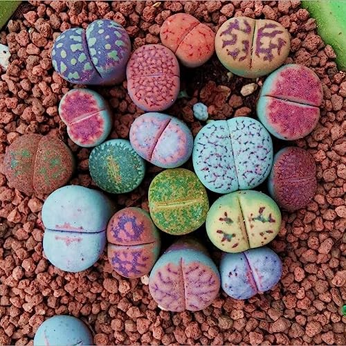 Rotyroya 100 Stück gemischte Lithops-Samen, lebende Steine, Sukkulentenpflanze, Bonsai-Gartendekoration Lithops-Samen