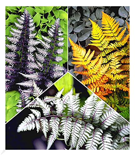 BALDUR Garten Winterharte Japanische Schmuck-Farn-Kollektion, 3 Pflanzen Dryopteris, Athyrium Gartenfarn, winterharte Staude, mehrjährig, pflegeleicht