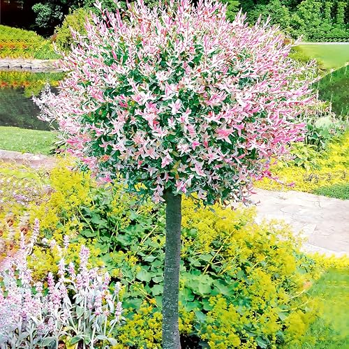 Salix Stämmchen "Hakuro Nishiki" 120/150 cm, 1 Pflanze, Salix integra, Flachwurzler, winterhart, mehrjährig, Zierstämmchen, Harlekin-Weide, Ideal für Garten & Kübel – Pflegeleicht, Japanische Weide