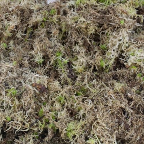 Frisches Sphagnum Moos lebend 0,5kg - 5 kg für Orchideen und Terrarien (2kg 2te)