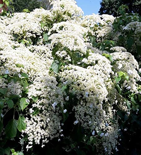 Kletterhortensie, Hydrangea petiolaris, 40-60cm, im Topf