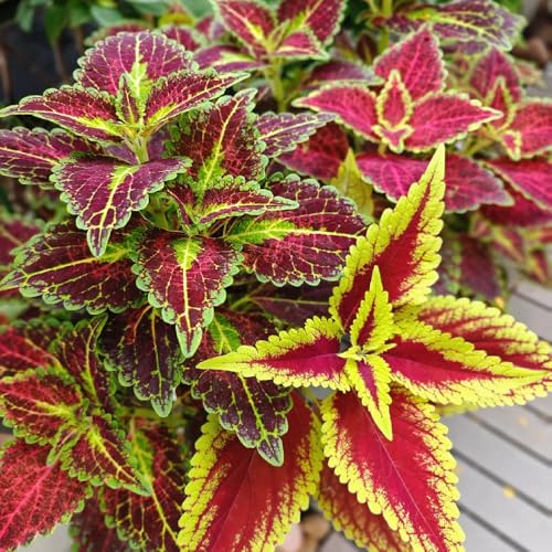 Buntnessel Pflanze Samen, buntnessel pflanze im topf Coleus Blumei, balkonpflanzen winterhart gartendeko für draußen gartenarbeit geschenk pflanzen für sonnige plätze pflanzen für 50pcs