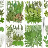 YouthBro 85 Stück grüne getrocknete Blätter Herbarium-Set für DIY Kerzen Seifen Vasen Nagelkarten Scrapbooking Kunst Handwerk 8 Stile