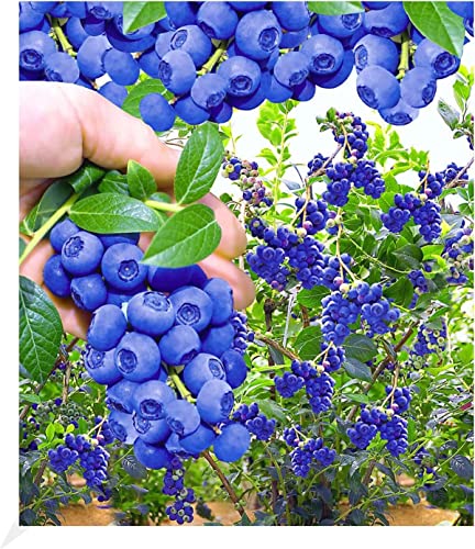 BALDUR Garten Trauben Heidelbeere 'Reka® Blue', 1 Pflanze, Blaubeeren Heidelbeeren Pflanze, Vaccinium corymbosum, reichtragend, wächst auf allen Gartenböden, winterhart