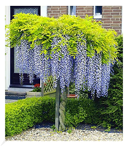 BALDUR Garten Blauregen auf Stamm winterhartes Stämmchen, 1 Pflanze, Wisteria sinensis Glycinie Zierstämmchen, bienenfreundlich, für Standort in der Sonne geeignet, blühend