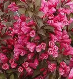 Rotlaubige Weigelie Weigela florida - Victoria - 40-60 cm im Topf gewachsene Qualität