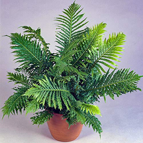 GardenersDream Kleiner Zarter Rippenfarn Blechnum Silver Lady | Zimmerfarn | Geschenk zu Kaufen