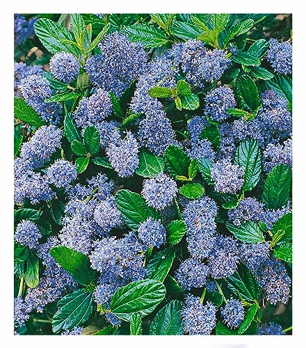 BALDUR Garten immergrüne Säckelblume Blauer Ceanothus 'Blue Mound', 1 Pflanze, Kalifornischer Flieder winterhart, trockenresistent, pflegeleicht, Wasserbedarf gering, blühend