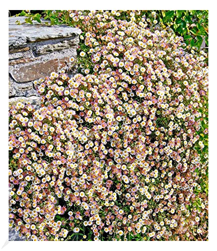 BALDUR Garten Spanisches Gänseblümchen, 3 Pflanzen Erigeron Staude winterharte Staude, mehrjährig, blühend, Erigeron karvinskianus, Korbblütler, Blütenteppich
