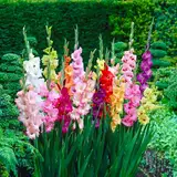 10 Blumenzwiebeln Gladiolen Mischung | Umfang 14/+ cm | Blumenzwiebeln von den besten niederländischen Produzenten | Exklusive Auswahl und Qualitätskontrolle | Garantierte Blüte