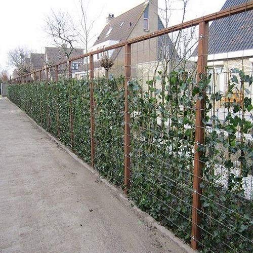 6 x Efeu - Hedera Hibernica 75/100cm : 6 kaufen, 4 bezahlen - 6 immergrüne echte Kletterpflanzen für eine 1 Laufmeter 100% Sichtschutz Hecke (Blickdicht) | ClematisOnline