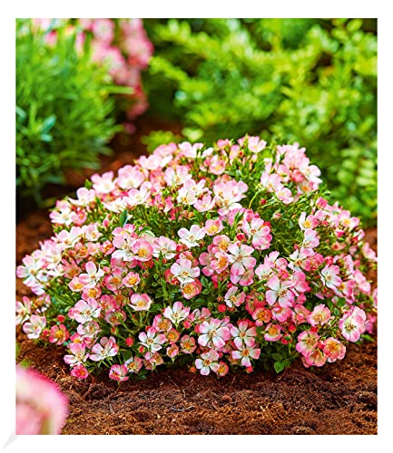 BALDUR Garten Alpin-Rose "Cutie Pie®", 1 Pflanze, winterhart, wintergrün, kleine, stark duftende Rose, niedrig und kompakt, blühend, bienenfreundlich, Rosa