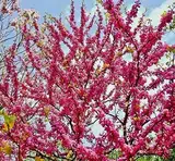 Gewöhnlicher Judasbaum Cercis siliquastrum Pflanze 5-10cm gemeiner Judasbaum