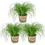 3x Cyperus 'Zumula' - Katzengras - Zimmerpflanze - Haustierfreundlich – ⌀12 cm - 20-25 cm