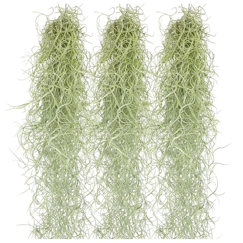 Tillandsien Pflanzen Echt im Mix - Tillandsien hängend 50cm Tillandsia Usneoides Luftpflanzen, Terrarium Pflanzen, Spanisches Moos, Louisianamoos (3x Tillandsia Usneoides)