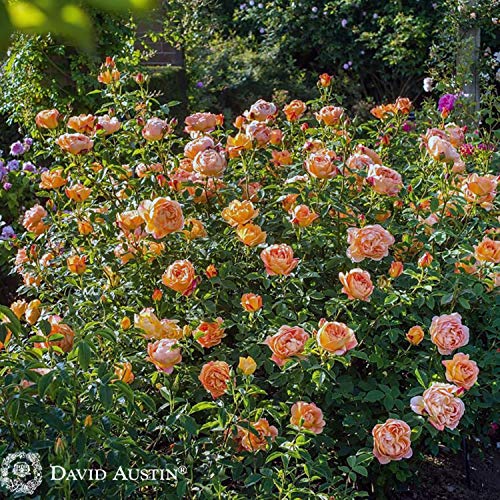 Lady of Shalott ® Ausnyson ® Englische Rose