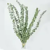 15 Pack Natürliche Getrocknete Eukalyptus 17 Zoll/45cm konserviert frische Eukalyptus-Zweige Greenery Pflanzen für natürliche Aromatherapie zu Ihrer Dusche für Blumenarrangements Hochzeit Home Decor