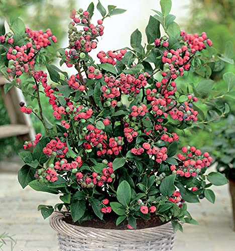 Heidelbeere 'Pink Lemonade' - Pinke Blaubeeren Pflanze mit hohen Erträgen. Ein Heidelbeerstrauch mit süßen pinken Beeren. Qualitätspflanze im Container von Garten Schlüter