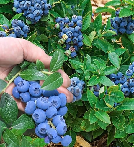BALDUR Garten Trauben Heidelbeere 'Reka® Blue', 1 Pflanze, Blaubeeren Heidelbeeren Pflanze, Vaccinium corymbosum, reichtragend, wächst auf allen Gartenböden, winterhart