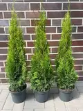 10st. Thuja Smaragd 100-120cm ohne Topf gemessen Heckenpflanzen Lebensbaum Immergrüne Heckenpflanze